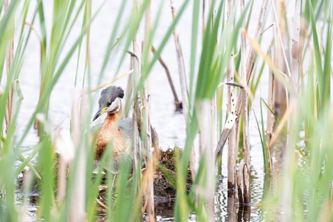 Red-necked Grebe (Podiceps grisegena) sitting on its nest, Virkkula, Liminganlahti, Northern