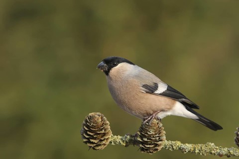 Eurasian Bullfinch (Pyrrhula pyrrhula) female, Lower Saxony, Germany
