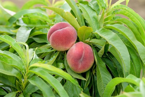 Dwarf peach (Prunus persica 'Bonanza'), Baum- und Rebschule Schreiber KG, Federal Republic of