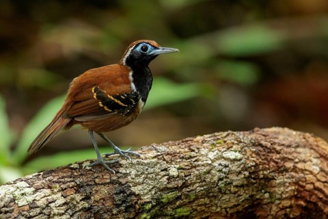 Ferruginous-backed Antbird (Myrmeciza ferruginea) perched on a branch in the rainforest of Guyana