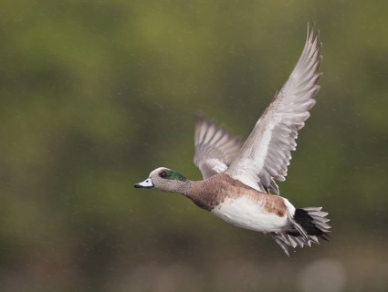 American Wigeon (Mareca americana) male flying, Florida, USA