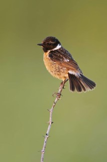 European Stonechat (Saxicola rubicola) male, Lake Neusiedl, Austria