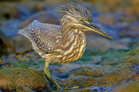 Animals, birds, heron, mangrove heron, (Butorides striatus), foraging in biotope, Quarayyat,