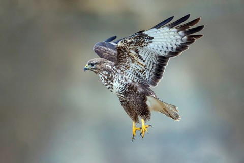 Buzzard takes off for flight, sideways, one, individual, (Buteo buteo), Baden-Württemberg, Federal