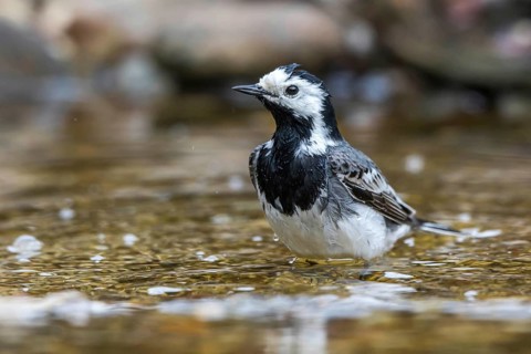 White Wagtail (Motacilla alba) bathing, Mecklenburg-Western Pomerania, Germany