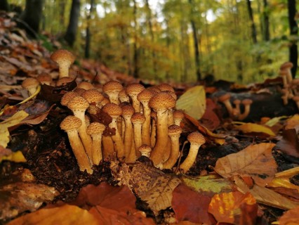 Group of glowing Hallimasch (Armillaria) mushrooms in close-up, along a forest path in autumn light