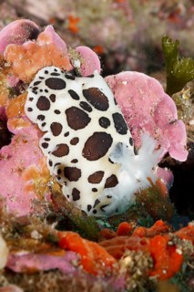 A strikingly patterned nudibranch, leopard snail (Discodoris atromaculata), crawls over pink algae,