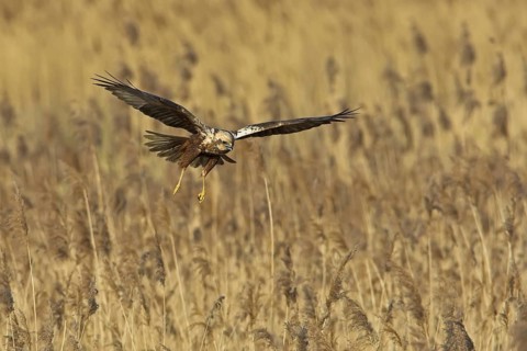 Western Marsh Harrier (Circus aeruginosus) flying, Rhineland-Palatinate, Germany