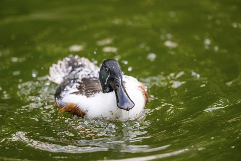 Northern shoveler (Spatula clypeata) male cleaning its feathers while swimming in lake in summer,