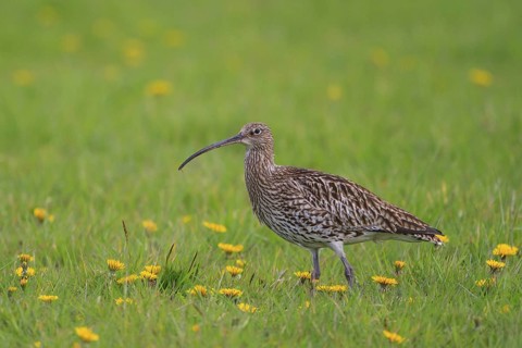 Eurasian Curlew (Numenius arquata), North Rhine-Westpalia, Germany