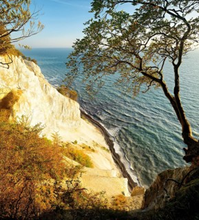 The chalk cliffs of Møns Klint, view of the Baltic Sea in autumn, beech tree on the edge of the