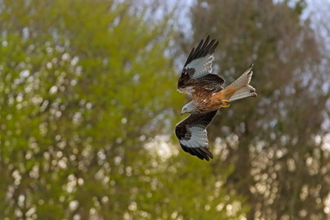 Rotmilan, lat. Milvus milvus, Altvogel im Abwärtsflug vor Baumkronen
