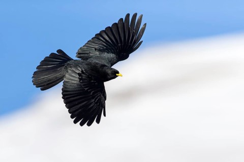 Alpendohle, Alpine Chough, Yellow-billed Chough, Pyrrhocorax graculus, Chocard à bec jaune, Chova