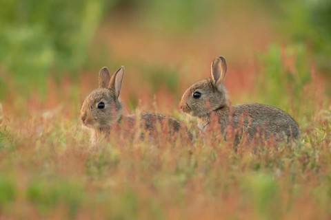 Rabbit (Oryctolagus cuniculus) two juvenile baby bunny animals amongst flowering Sorrel flowers in