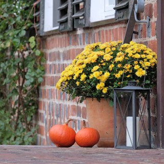 Chrysanthemum (Chrysanthemum 'Bienchen'),  Germany