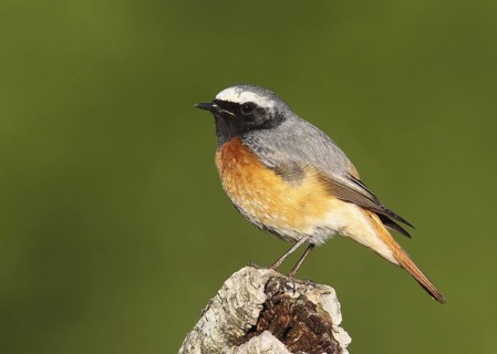 Common Redstart (Phoenicurus phoenicurus) male, Portalegre, Portugal