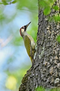 Green woodpecker (Picus viridis), female on a tree trunk, Canton Zug, Switzerland