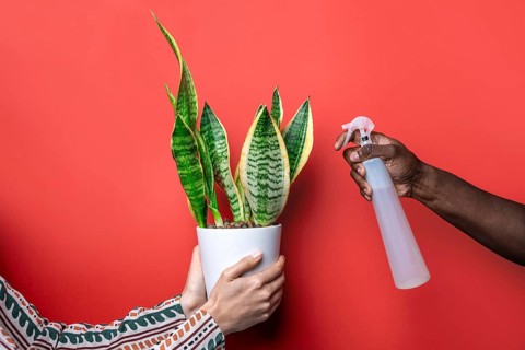 A hand sprays water on a vibrant green potted plant against a striking red background. The image