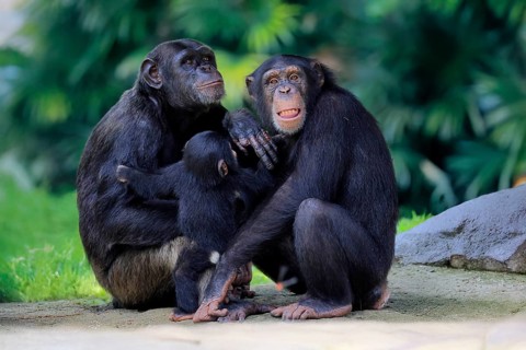 Chimpanzee (Pan troglodytes), adult, two females, mother, baby, young animal, social behaviour