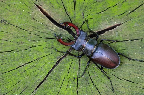 Stag Beetle (Lucanus cervus) male on bark of a tree, Germany