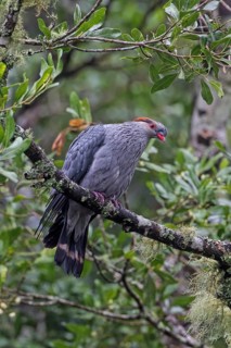 Topknot Pigeon (Lopholaimus antarcticus), Australia