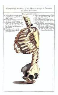 Anatomy, representation of the bones of the human body or torso in a latent situation, ribs, spine,