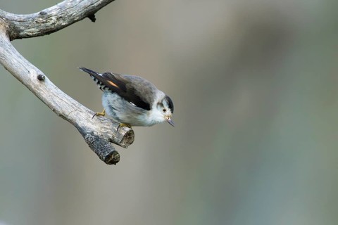 Varied Sittella (Daphoenositta chrysoptera pileata) male perched on a dried branch, Victoria,