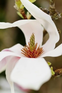 Pistil and hub in the flower of a magnolias (Magnolia), tulip magnolia (Magnolia-soulangeana),