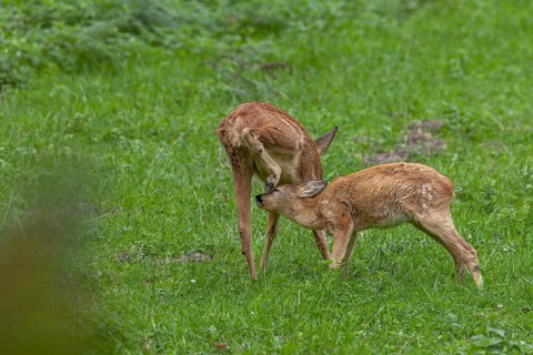 Fawn (Capreolus capreolus) tries in vain to suckle from the doe, baby animals, sweet, cute,