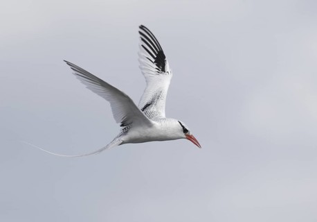 Red-billed Tropicbird (Phaethon aethereus) flying, Galapagos, Ecuador