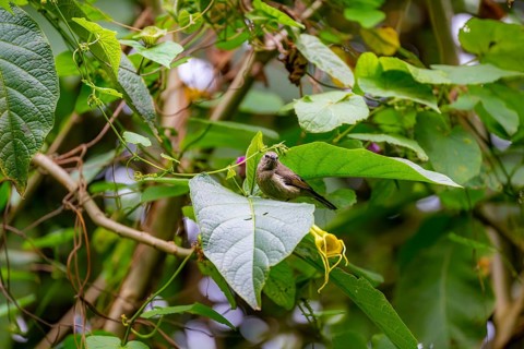 Olive-bellied Sunbird (Cinnyris chloropygius), female sitting on a leaf, Mgahinga Gorilla National