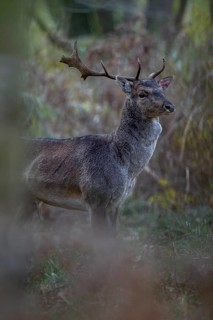 A young fallow deer (Dama dama) with broken antlers and bloody eavesdropper appears in front of the