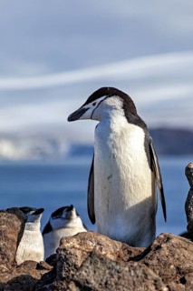 A penguin on a rock in front of a blue sky in natural surroundings, chinstrap penguin (Pygoscelis