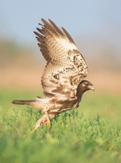 White-tailed Hawk (Geranoaetus albicaudatus) juvenile on a meadow, Texas, USA