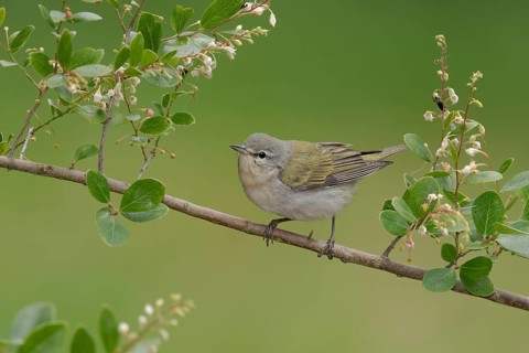 Tennessee Warbler (Leiothlypis peregrina) perched on a branch, Texas, USA