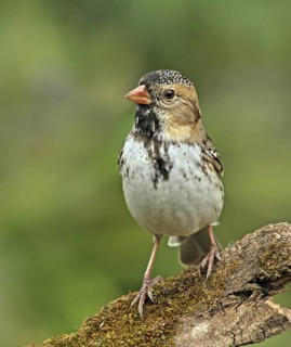 Harris's Sparrow (Zonotrichia querula), Saskatchewan, Canada