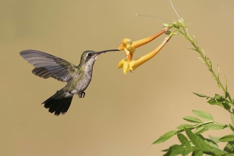 Broad-billed Hummingbird (Cynanthus latirostris) flying, Arizona, USA