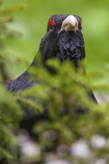 Western Capercaillie (Tetrao urogallus) male, Bavaria, Germany