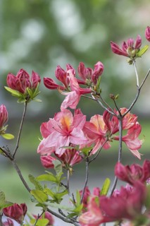 Knaphill azalea (Rhododendron 'Cecile'), An den Dorfwiesen 9, Germany
