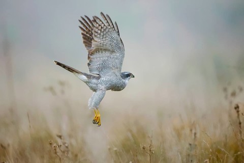 A majestic female goshawk is captured mid-flight over a foggy meadow in the province of