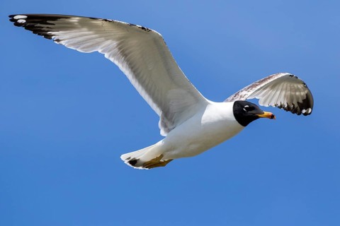 Pallas's Gull (Ichthyaetus ichthyaetus) flying, Romania