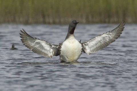 Red-throated Loon (Gavia stellata), Iceland