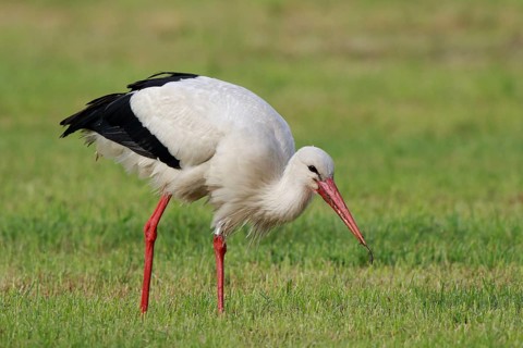White Stork (Ciconia ciconia) eating earthworm, North Rhine-Westphalia, Germany