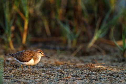 Common Sandpiper (Actitis hypoleucos), Castile-La Mancha, Spain