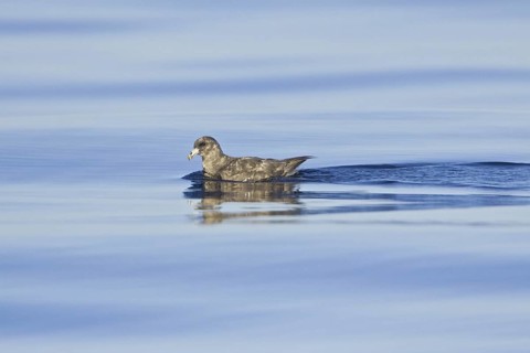 Northern Fulmar (Fulmarus glacialis), British Columbia, Canada