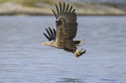 White-tailed Eagle (Haliaeetus albicilla) flying, Nord-Trondelag, Norway