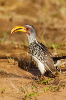 Southern Yellow-billed Hornbill, (Tockus leucomelas), Red-ringed Hornbill, hornbill family, Mkuze