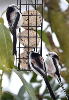 Long-tailed tits (Aegithalos caudatus) eat tit dumplings in winter, Schleswig-Holstein, Germany