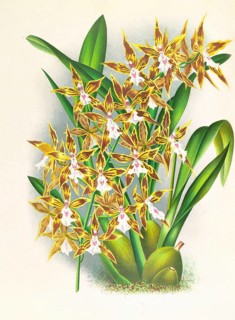 Orchid, Odontoglossum boddaertianum, authentic reproduction of an illustration by Jean Jules Linden