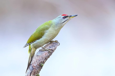 Grey-headed woodpecker (Picus canus), male sitting on an old branch in frost, wildlife, animals,